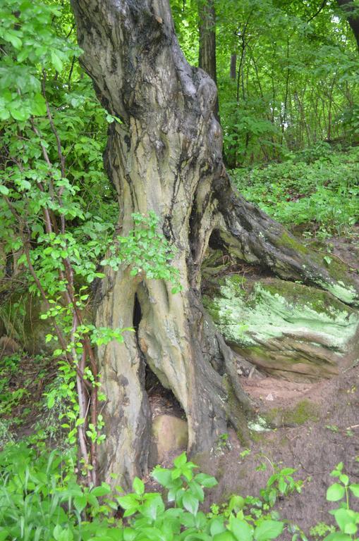 Gasthof Alter Felsenkeller Naumburg  Zewnętrze zdjęcie